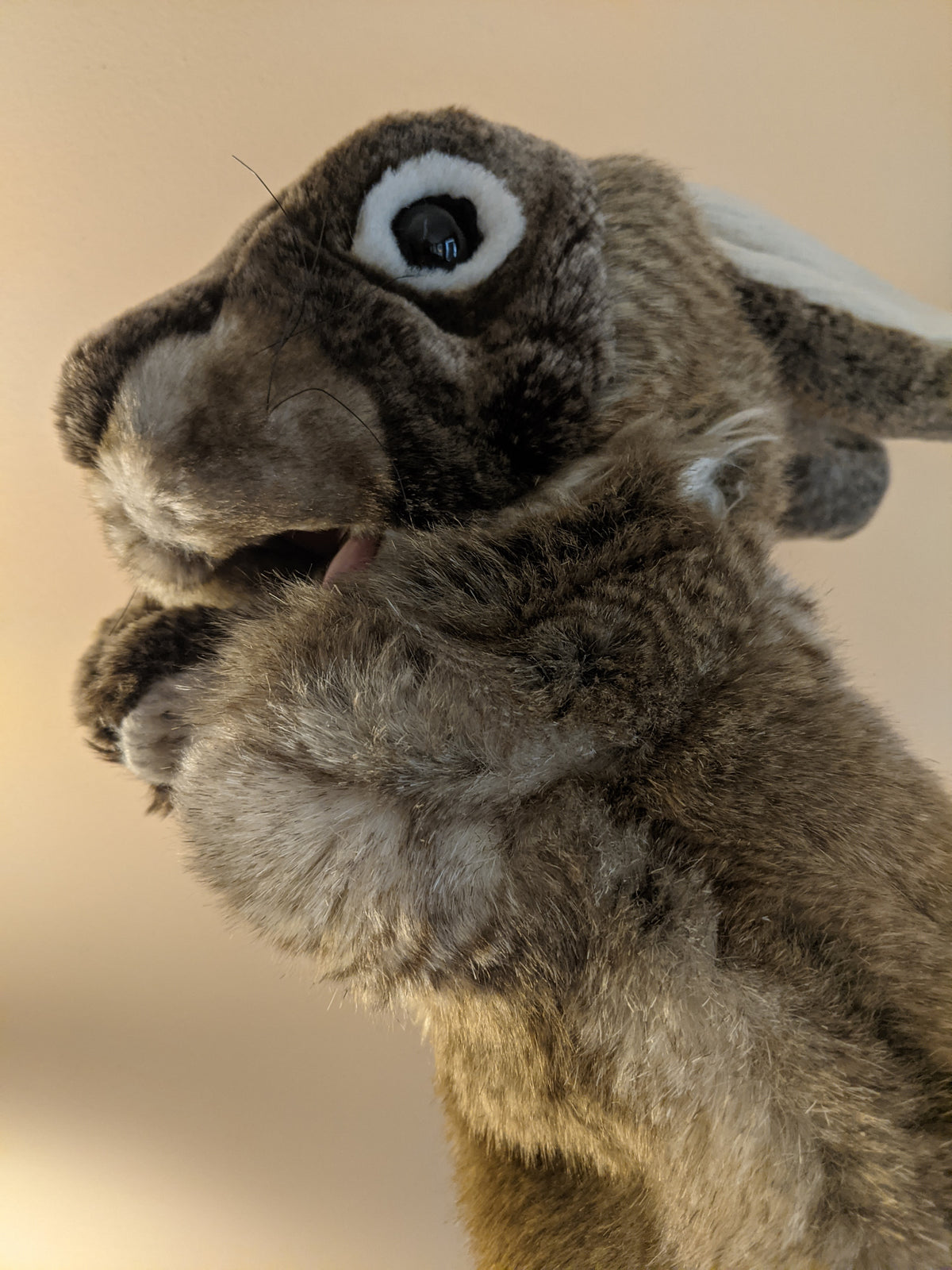 Rabbit Stage Puppet, Folkmanis Puppets – BOB CURRY MAGIC